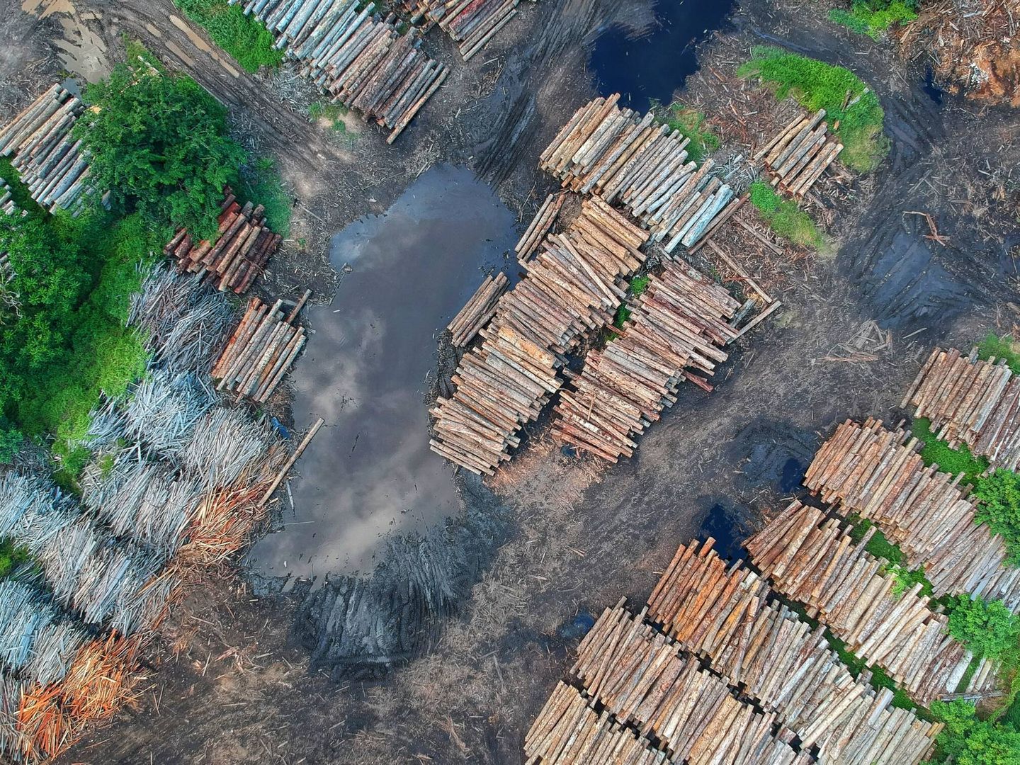 La deforestación masiva es la causa principal de muchos problemas relacionados con el cambio climático. (Pexels)