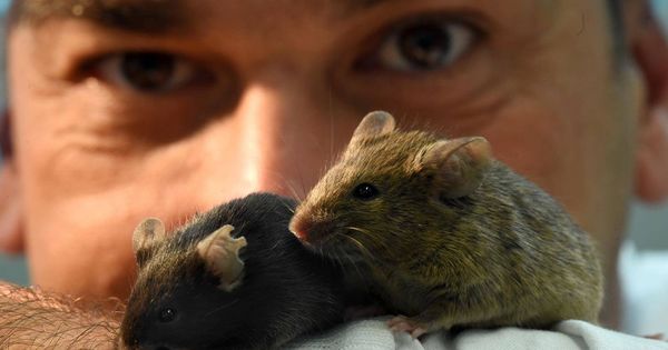 Foto: Un investigador observa a los ratones. (Universidad de Melbourne)