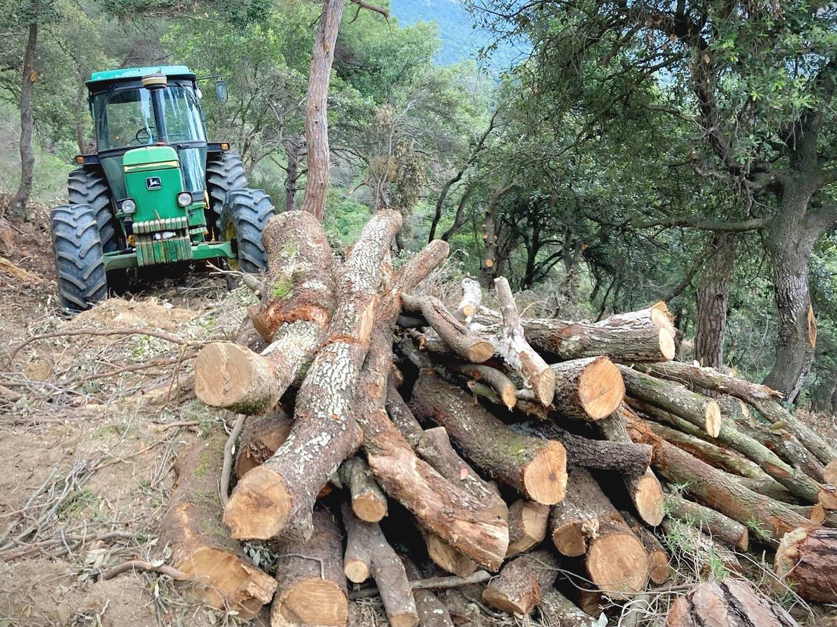 Foto: Labores de aprovechamiento forestal (Jose Luis Gallego)