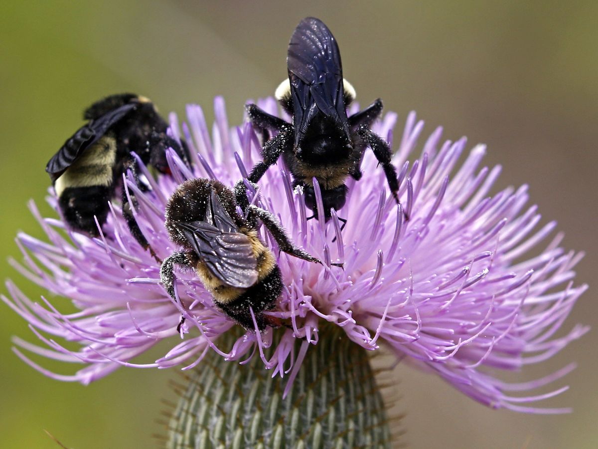 Foto: Un tercio de las especies de abejas del Reino Unido están en peligro de extinción (EFE/LARRY W. SMITH).