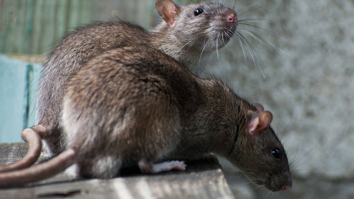 El metro de Nueva York lucha contra las ratas dejándolas menopáusicas