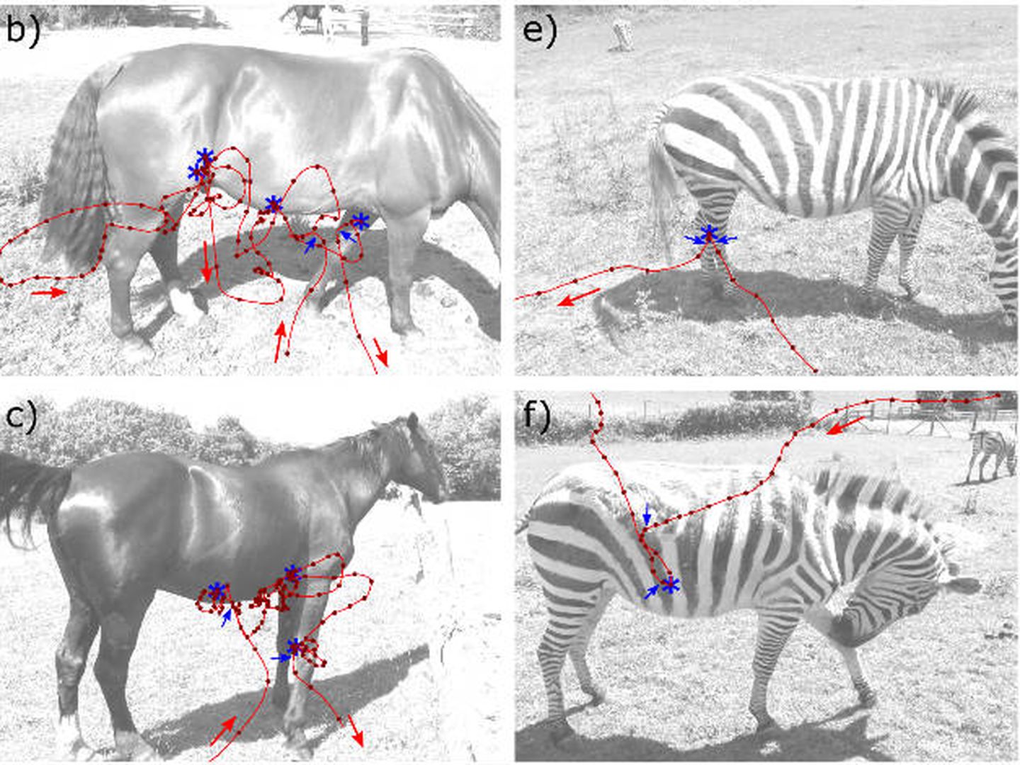 una muestra de las diferencias entre los insectos presentes en los caballos y en las cebras