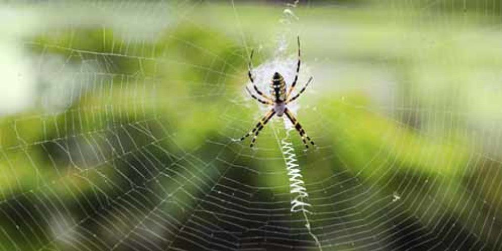 Foto: Dóciles gusanos de seda que producen un hilo tan resistente como el de las arañas