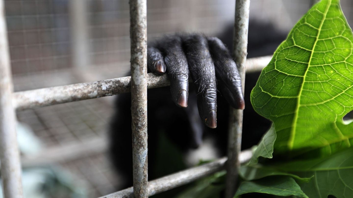La mano de un ejemplar de siamang en una jaula en indonesia. (EFE/Hotli Simanjuntak)
