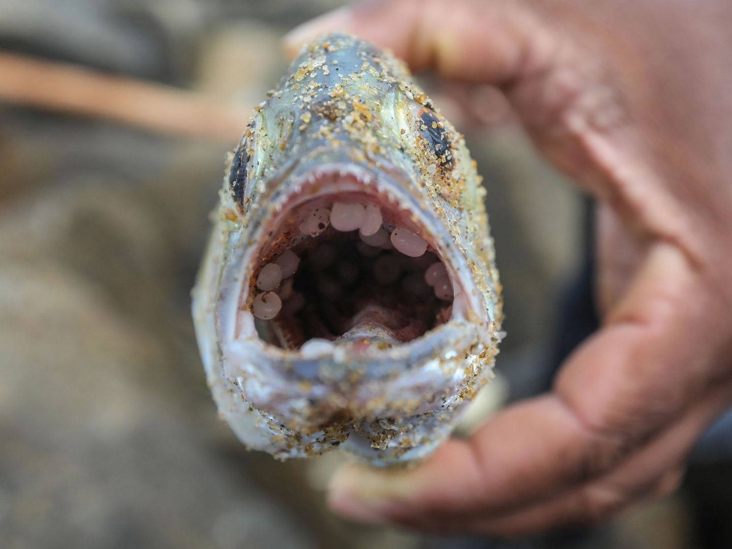 Un hombre muestra un pez muerto cuya boca ha aparecido llena de residuos plásticos tras el incendio en un barco que transportaba productos químicos en la costa de Sri Lanka. (EFE/Chamila Karunarathne)