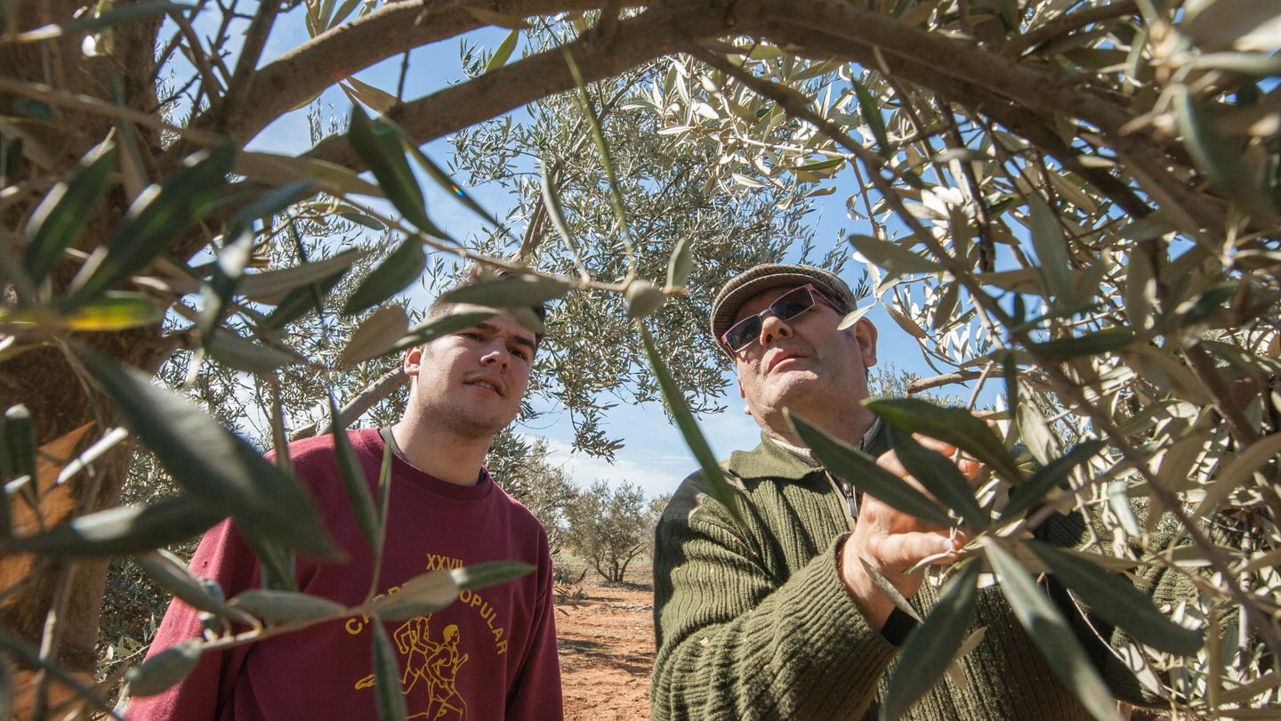 Dos productores olivareros examinan el estado de su plantación. (D.B.)
