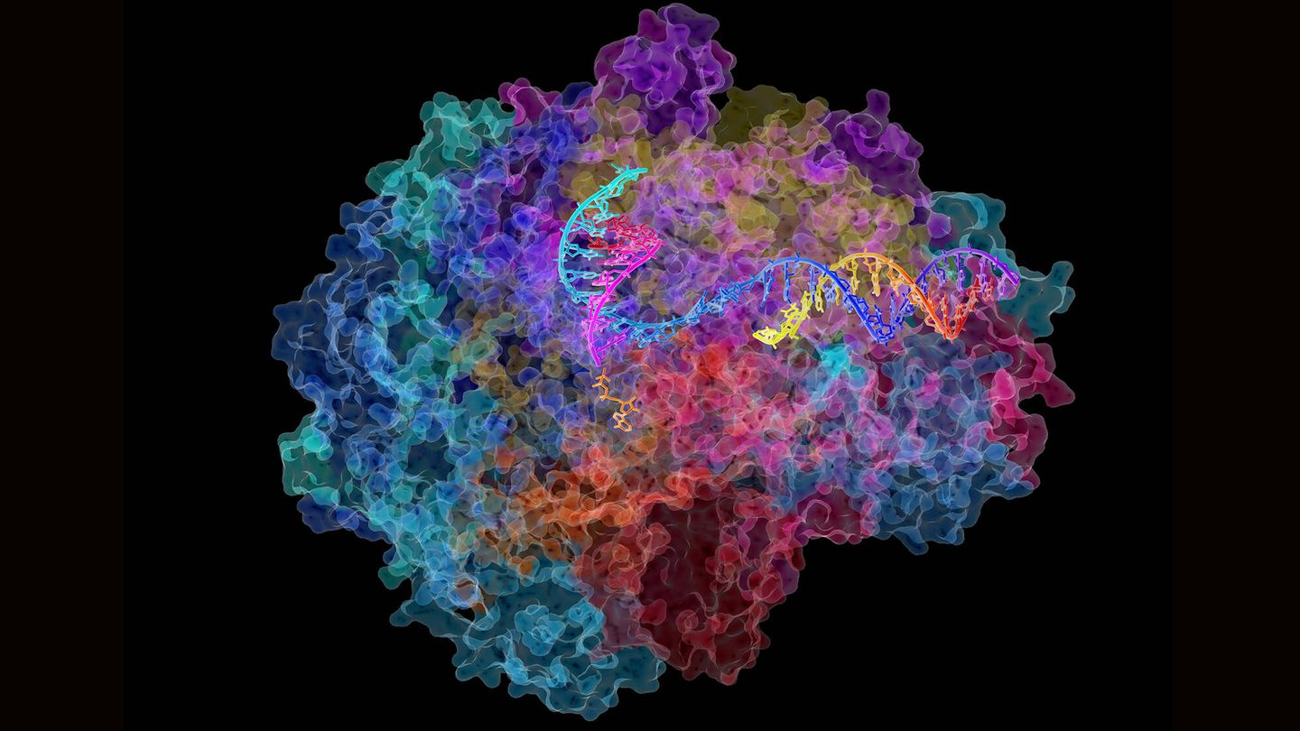 La ARN polimerasa II es una enzima que provoca la transcripción del ADN a precursores de ARNm. (US Department of Energy)