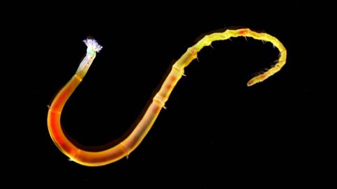 Científicos españoles descifran el misterio de la evolución que nos separa de las larvas