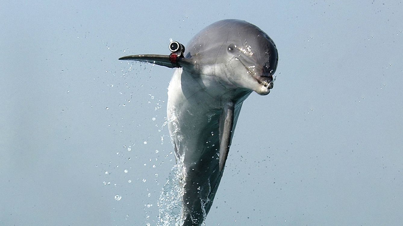Foto: Delfín de la marina americana entrenando. (US Navy)