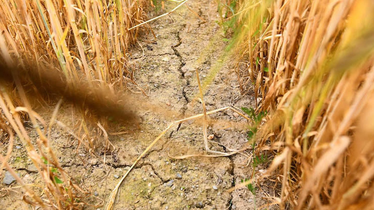 Esta foto en Ploërmel, oeste de Francia, el 16 de junio de 2023, muestra un campo de trigo. La falta de lluvias y las altas temperaturas tienen consecuencias nefastas para los cultivos. (AFP / Ronan Houssin )
