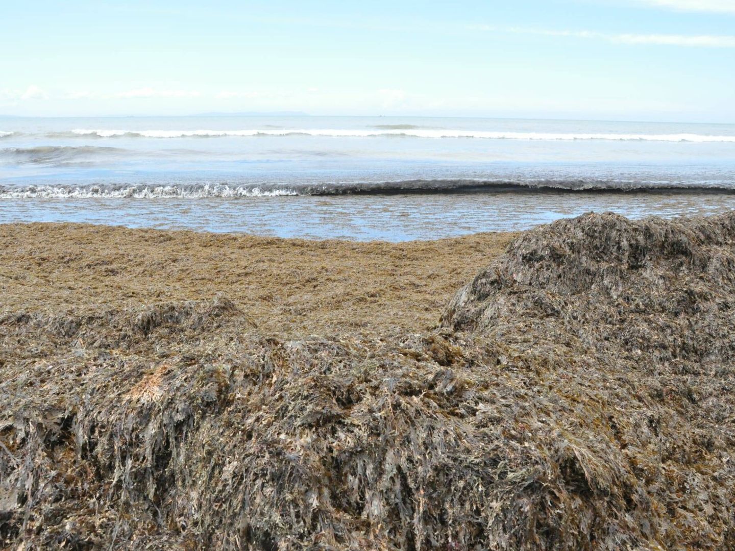 Arribazones formados por el alga invasora en una playa de Tarifa. (Cedida)