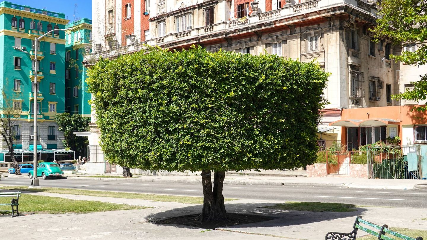 La poda reduce la capacidad del árbol de absorber contaminantes. (Unsplash)