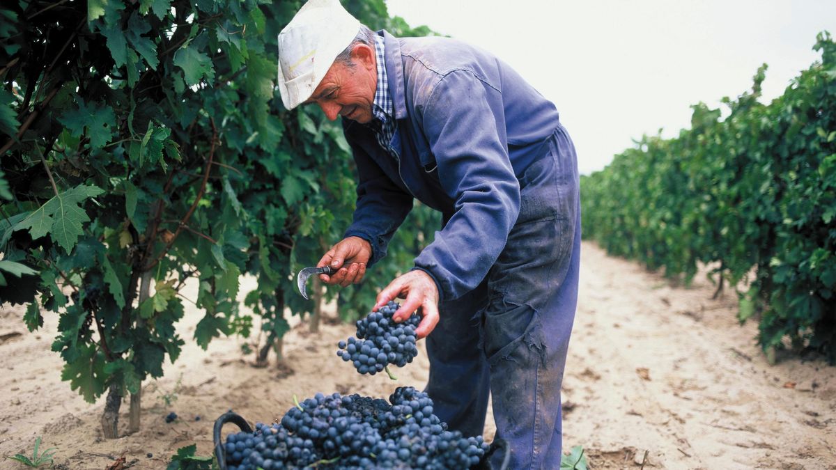 Bodegas Riojanas: la familia que pasó de cultivar un viñedo a montar un imperio