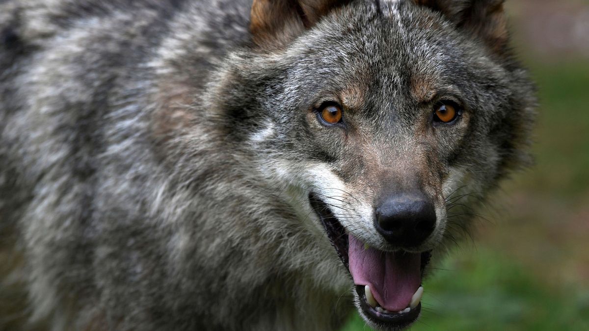 La propuesta europea de rebajar su protección reaviva las disputas por el lobo