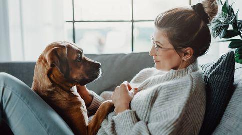 Un estudio explica el carácter amigable de los perros
