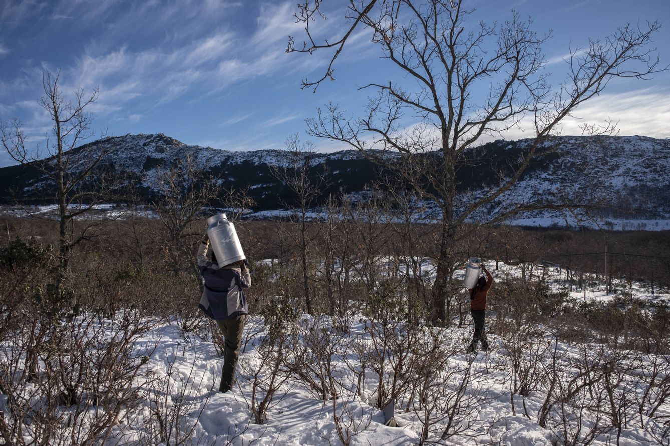 Los ganaderos recorren 2,4km diarios sobre nieve para sacar la leche. (Greenpeace/Pedro Armestre)