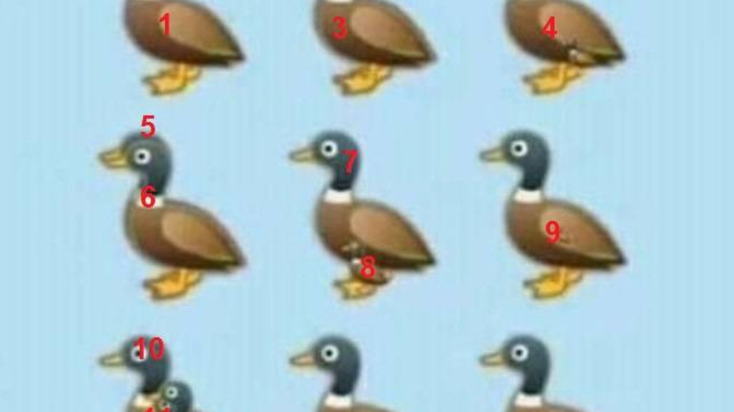 14 patos