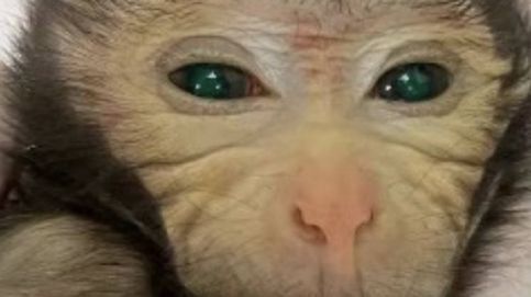 Nace el primer mono quimérico, un hito para resolver enfermedades