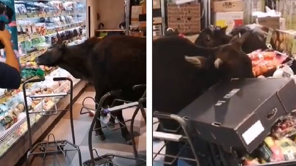 Un grupo de vacas asalta un supermercado y se da un festín delante de los clientes