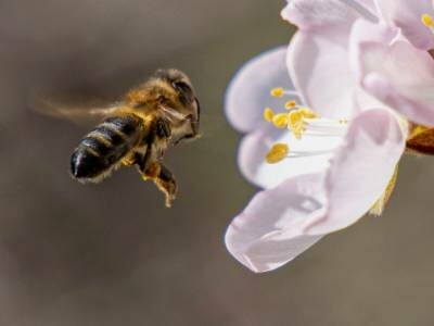 Foto de No solo sufren la sequía en Cataluña: en Canarias tienen que dar incluso de beber a las abejas