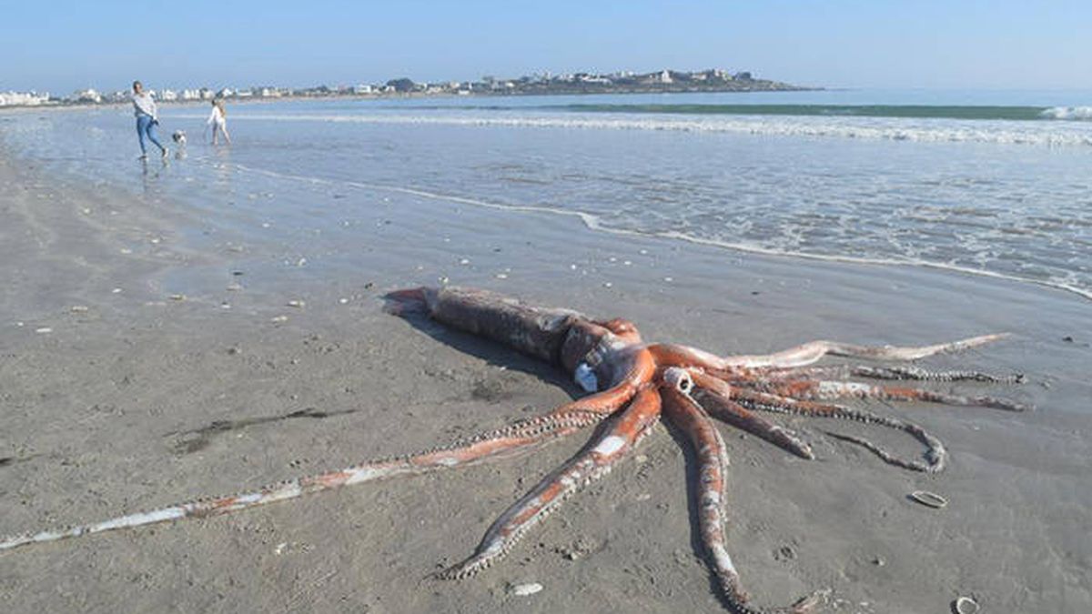 Encuentran un calamar gigante de 300 kilos y cuatro metros en una playa de Sudáfrica