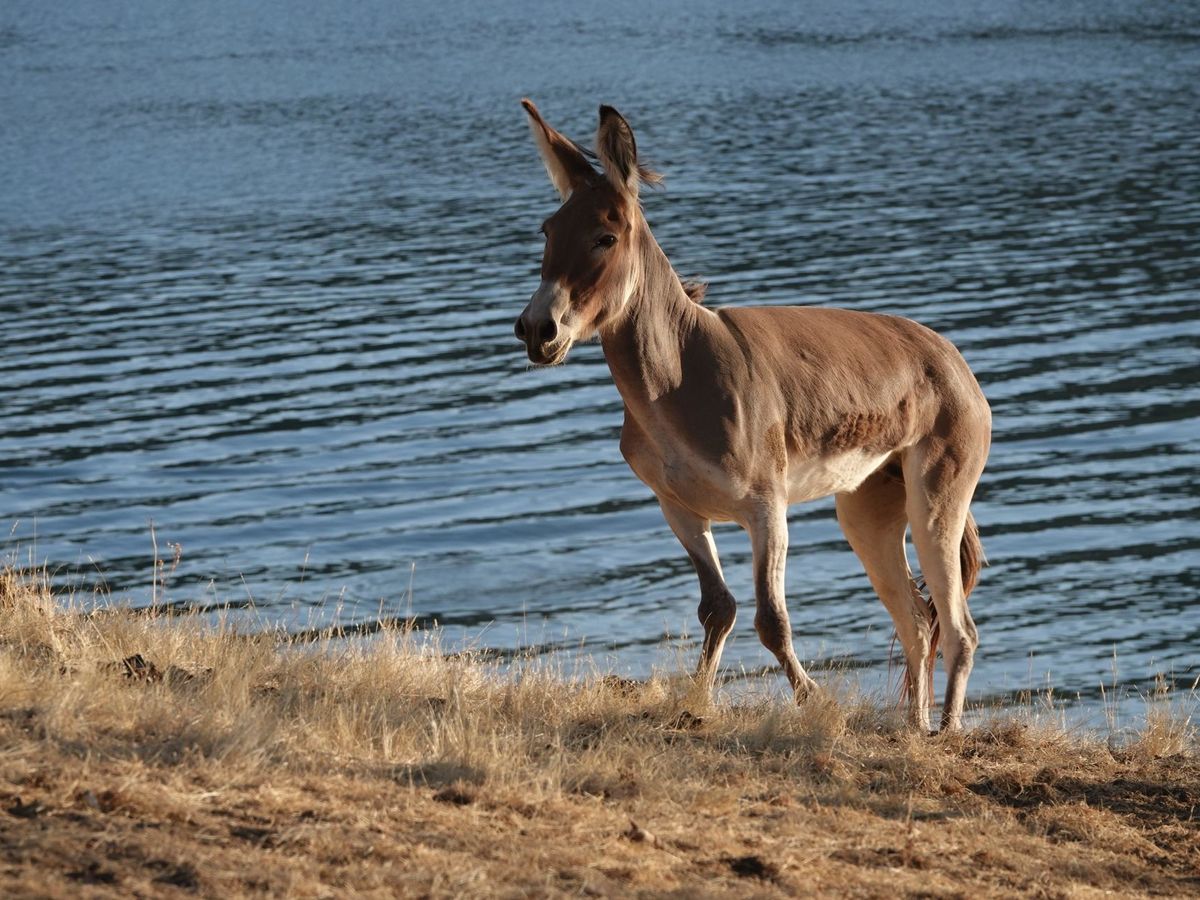 Foto: La asociación talaverana cree que el burro es el animal más indicado para este desplazamiento