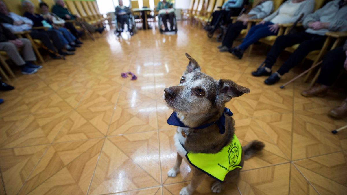 El impuesto al perro llega a España: luces y sombras de una medida polémica