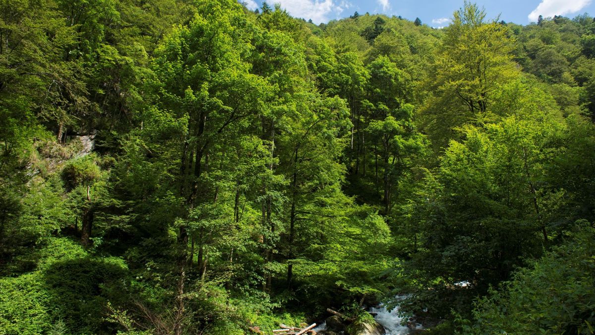 La gran oportunidad, climática y económica, está en ayudar al bosque