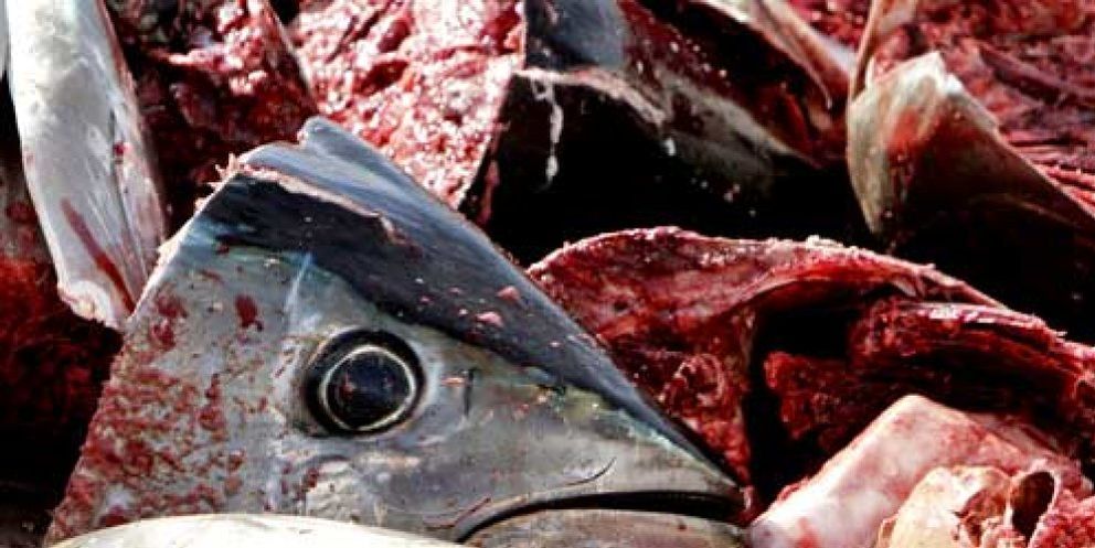 Foto: Una alerta “exagerada” provoca una caída del 30% en las ventas de atún y pez espada