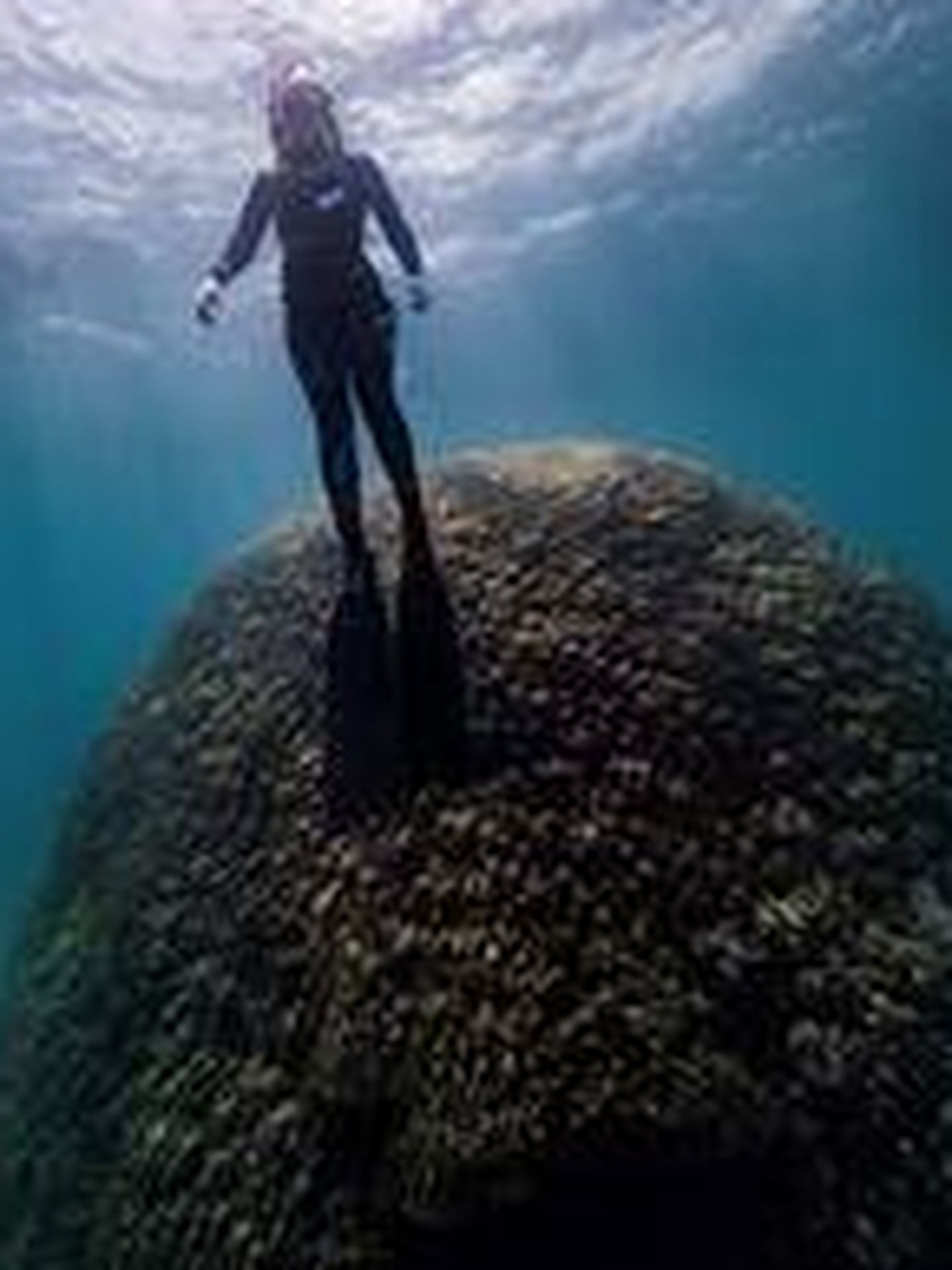 Submarinistas hallan un enorme coral de 400 años en Gran Barrera australiana. (EFE)