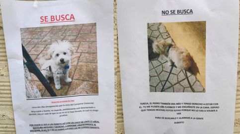 Un perro, atrapado en la guerra de carteles de sus dueños en Valencia