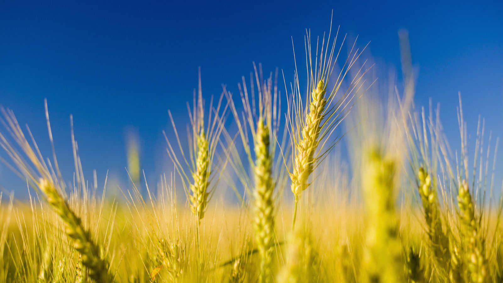 Foto: La dieta macrobiótica se apoya mayoritariamente en los cereales. (Jim Craigmyle/Corbis)