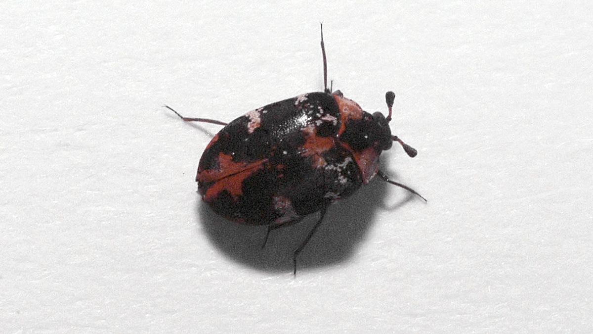 Escarabajo de la alfombra: consejos y trucos para evitar una plaga