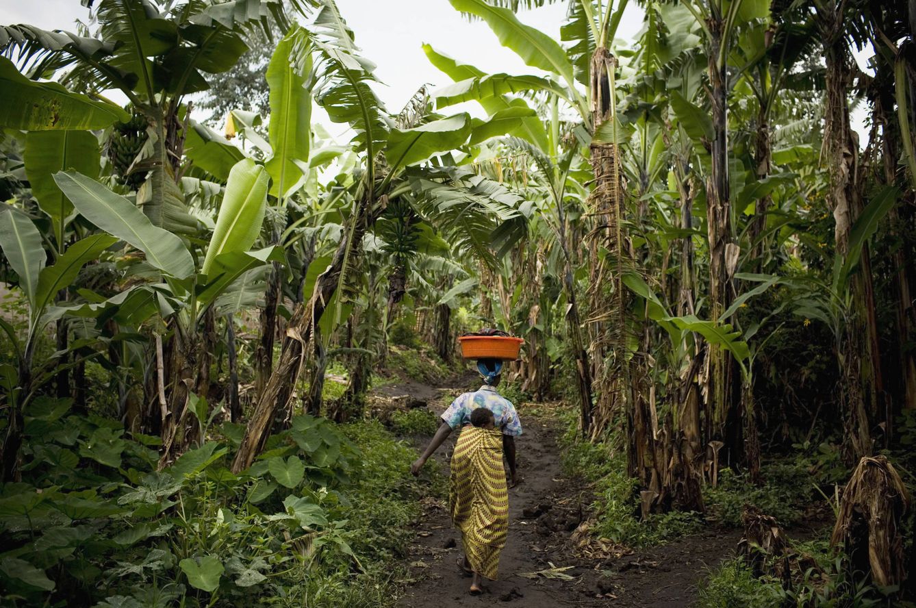 Una congoleña camina con su bebé por una plantación cercana a la ciudad de Rangira (Reuters). 