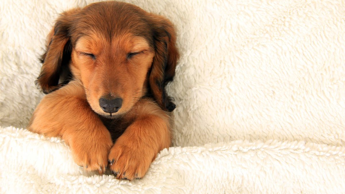 Tu perro te escucha mientras duerme, según un estudio