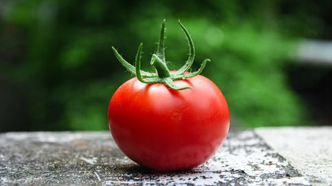 Encontrado el eslabón perdido de la evolución del tomate