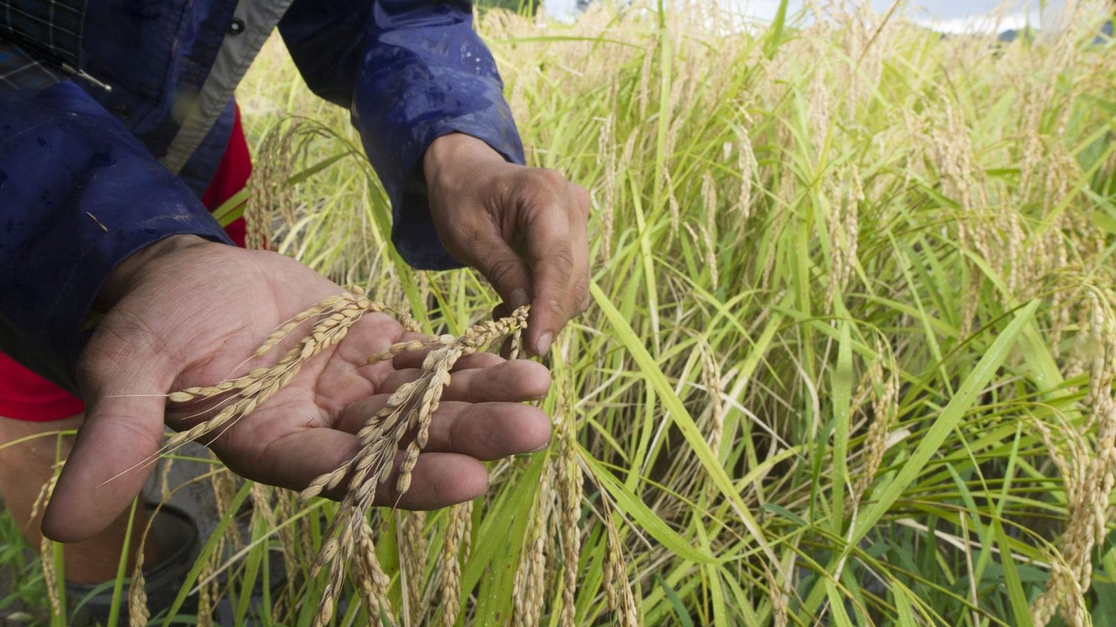 Foto:  Un granjero inspecciona varias plantas de arroz. (EFE)