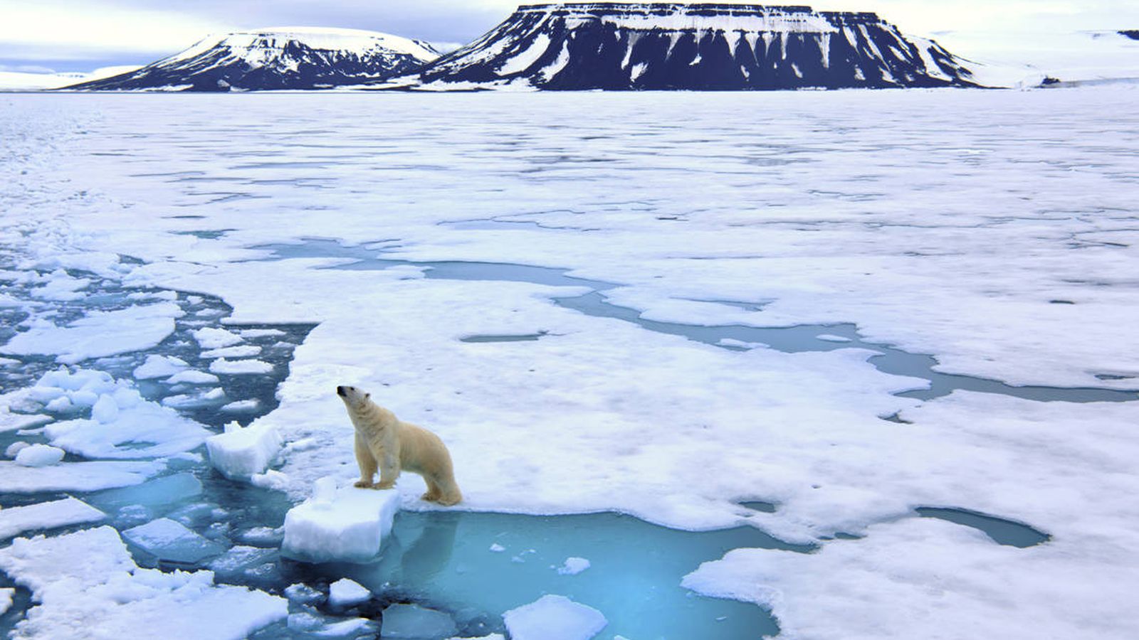 Foto: En el archipiélago de Svalbard viven más osos polares que personas (iStock)