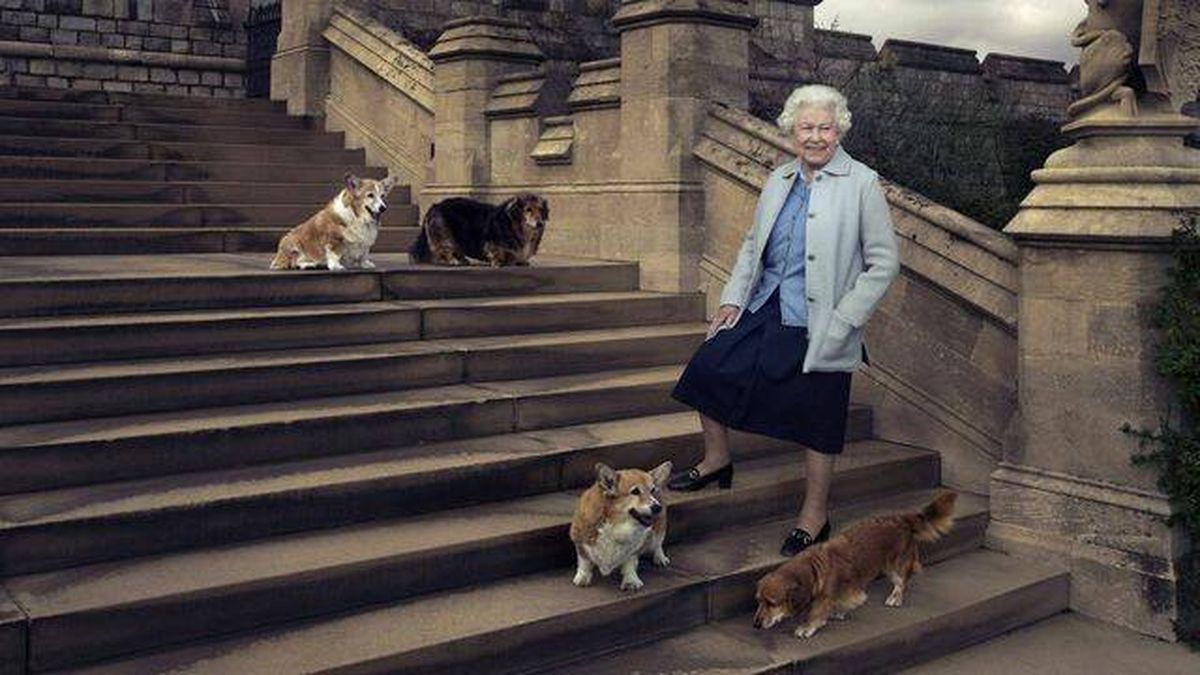 Tras la muerte de Isabel II, ¿qué pasará con sus queridos perros corgis?