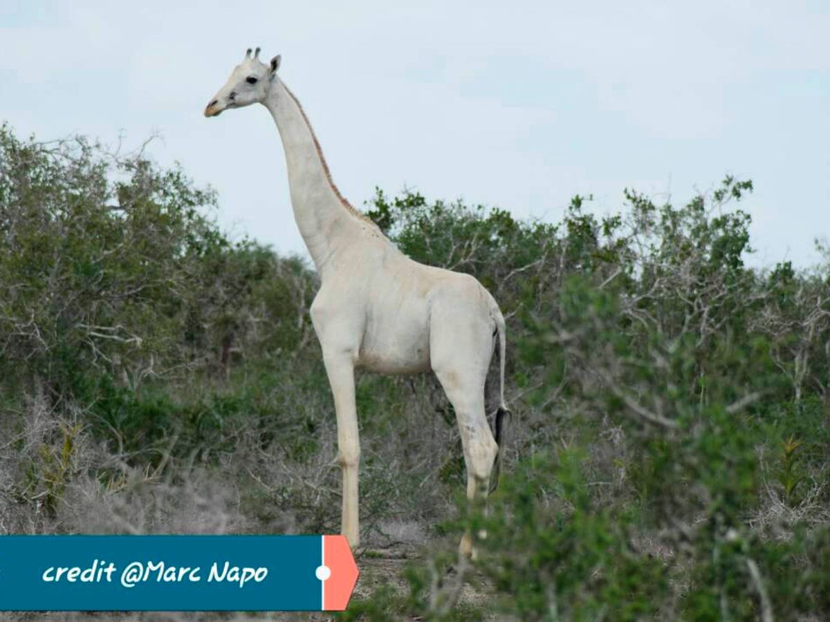 Foto: La jirafa blanca es una rareza en el mundo animal y hay muy pocos ejemplares (Foto: Facebook/Marc Napo)