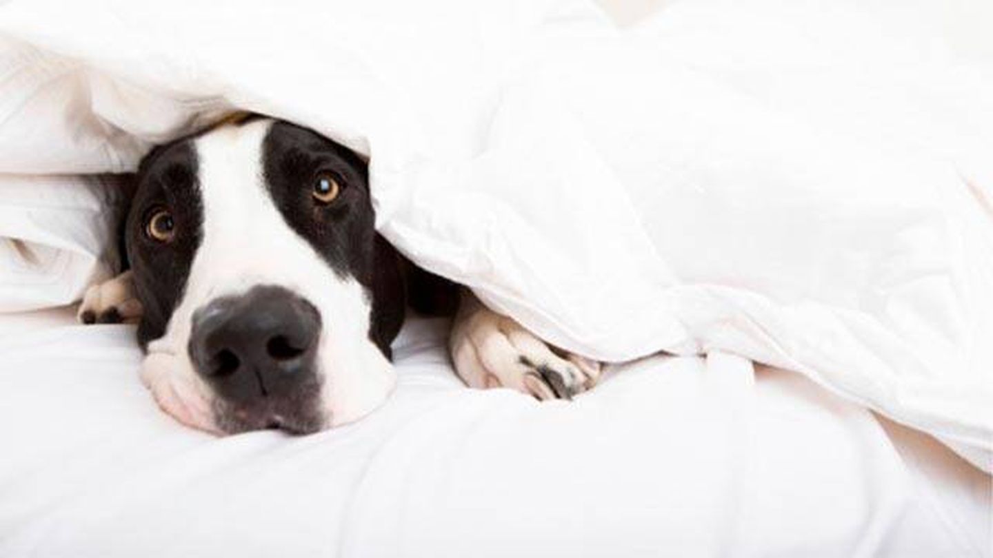 Un perro puede ser fuente de suciedad, bacterias, virus y gérmenes (iStock)