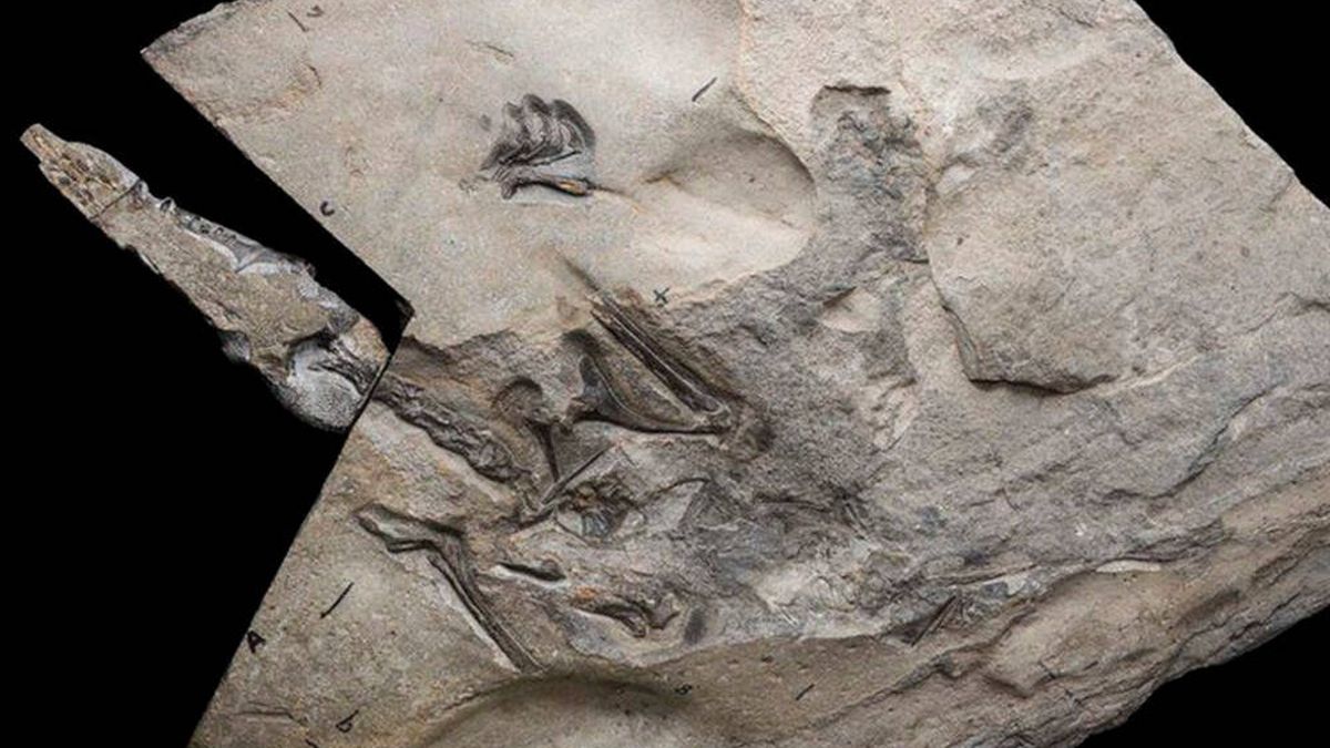 Hallan en Escocia el fósil del pterosaurio jurásico más grande del mundo