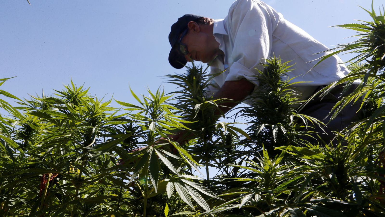 Foto: El consumo de cannabis entre adolescentes es preocupante (REUTERS/Mohamed Azakir)