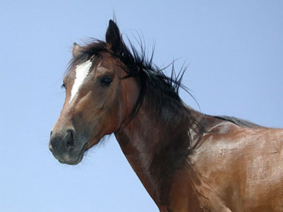 Foto: Viaje tortura de los caballos españoles hasta los mataderos italianos