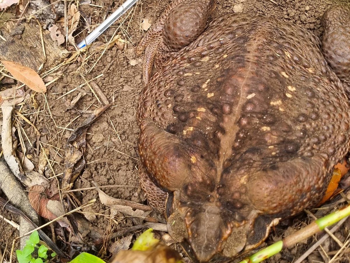 Foto: Toadzilla, un sapo de caña de 2,7 kg encontrado en Australia
