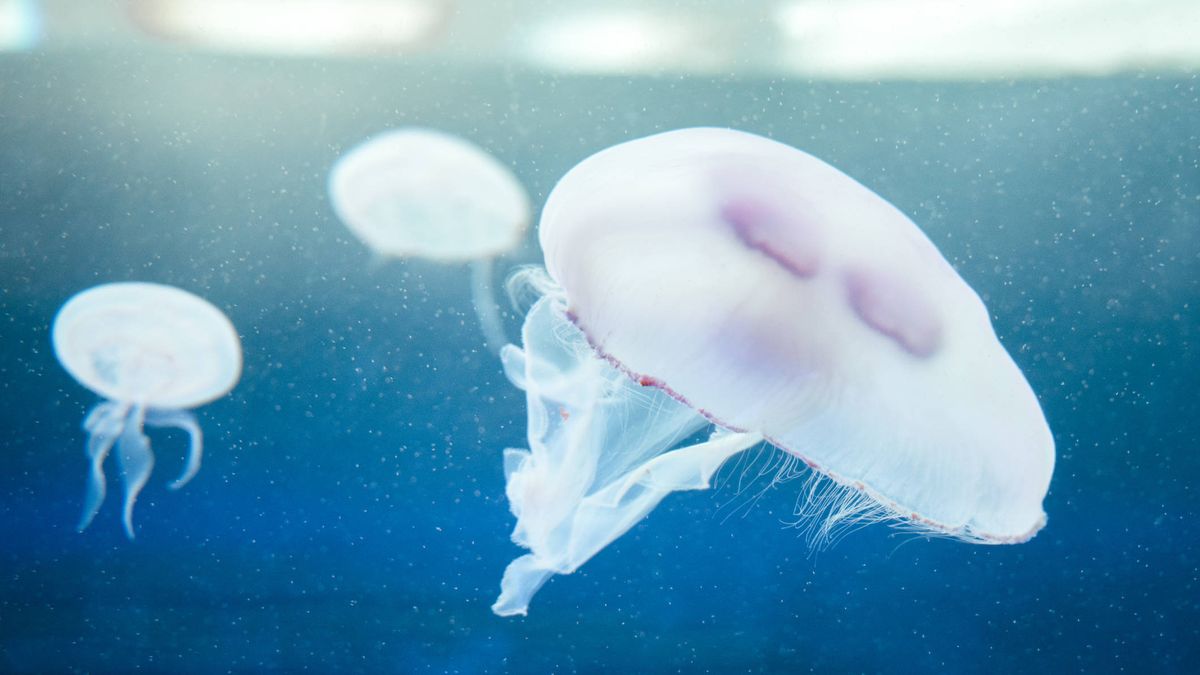 ¿Quieres saber si vas a encontrarte con medusas antes de bañarte? Descárgate esta 'app'