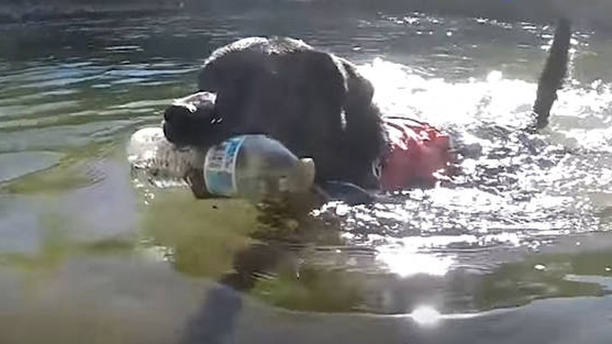 Chipper, el perro amante del reciclaje que limpia los ríos y parques de EEUU