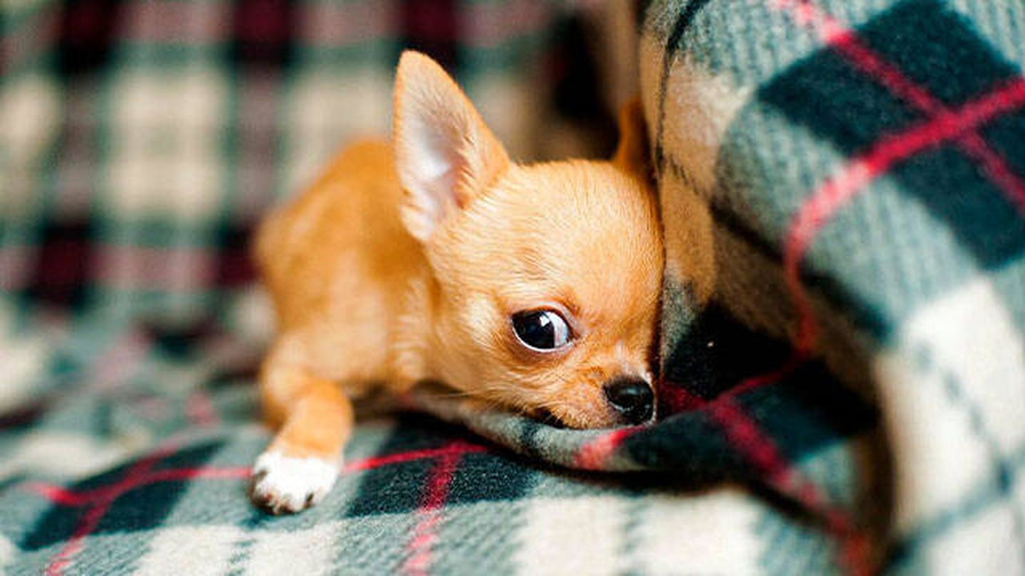 Chihuahua (Pixabay)