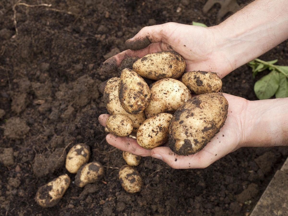 Foto: El cultivo de patatas es uno de los que están en peligro, según el Instituto para la Política Ambiental Europea (iStock)