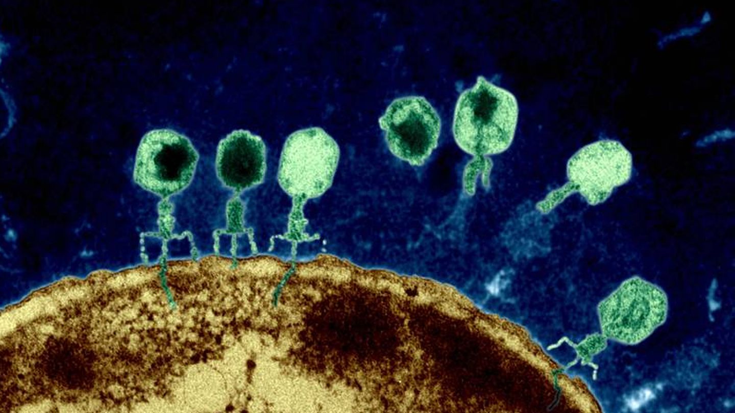 Bacteriófagos insertando la cola a través de la membrana de una bacteria de E. coli